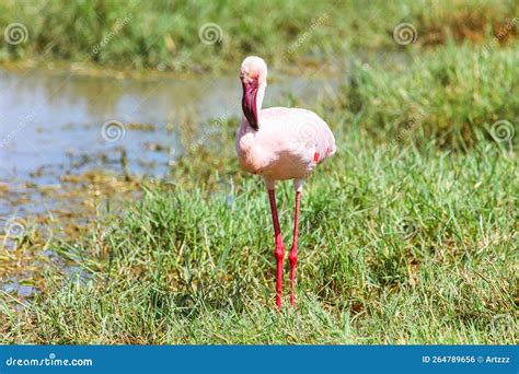 Lesser Flamingo Stock Photo Image Of Animal Pink Green 264789656
