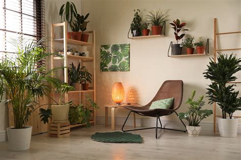 Zimmerpflanzen F R Das Wohnzimmer Samenhaus Gartenblog