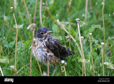 American Robin Flock Hi Res Stock Photography And Images Alamy