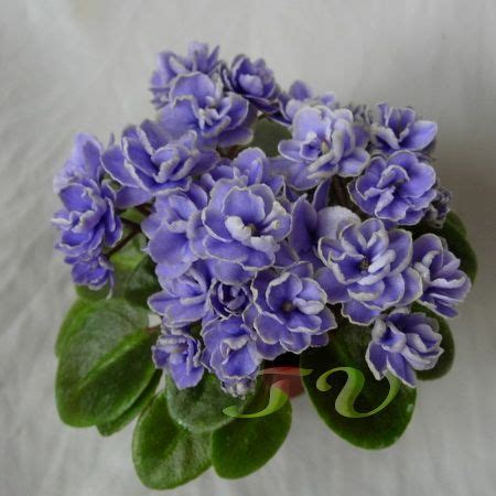 Gleeful Elf Фиалка Gleeful Elf купить. Цена 40 руб. #yandeximages ...