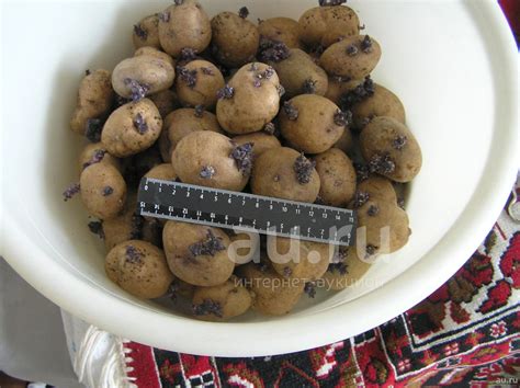 Картофель семенной (на посадку) "Синеглазка". — купить в Красноярске ...