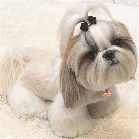 Pin Em Shih Tzu