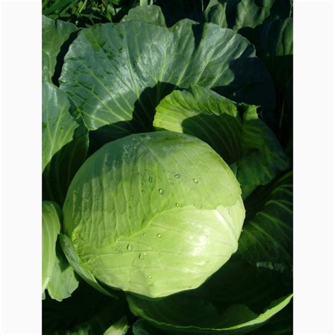 Продам капусту сорт Агрессор — Agrotorg.Dp