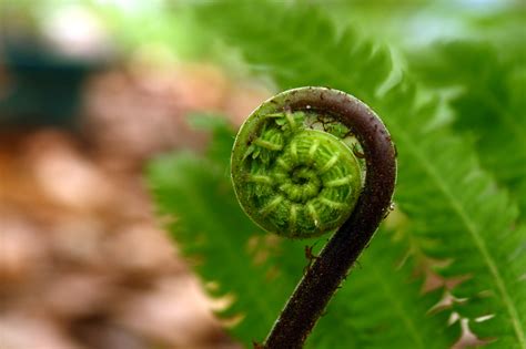 Botanical Fern Wallpaper