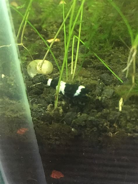why is shrimp weak safely 6
