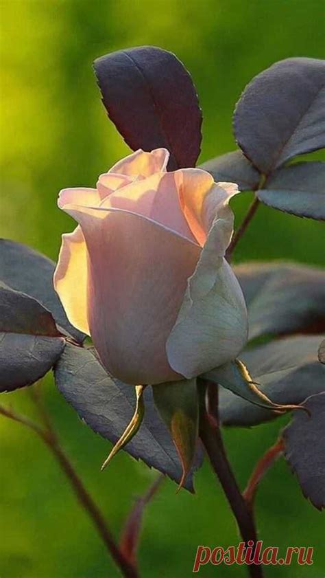 | Цветы1 | Постила