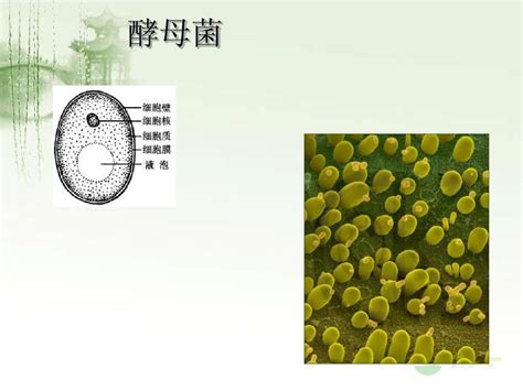 七年级生物上册 233《只有一个细胞的生物体》课件1 人教新课标版word文档在线阅读与下载无忧文档