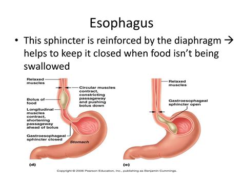 Ppt The Digestive System Powerpoint Presentation Free Download Id