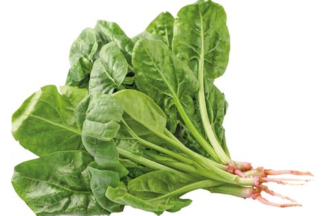 spinach glossy png picture transparent background  pngimg