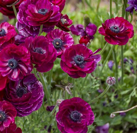 Ranunculus Tecolote 'Purple' from Leo Berbee Bulb Company