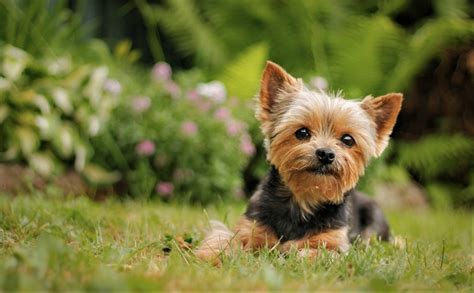 Cute Yorkshire Terrier Puppies Wallpaper