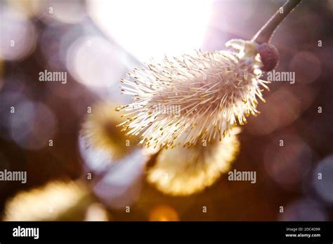 Spring Catkin Flowering Pussy Willow Branch On Natural Blurred Background Stock Photo Alamy