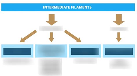 Intermediate Filaments Diagram Quizlet