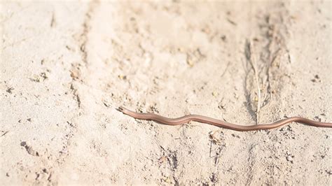 веретеница - YouTube