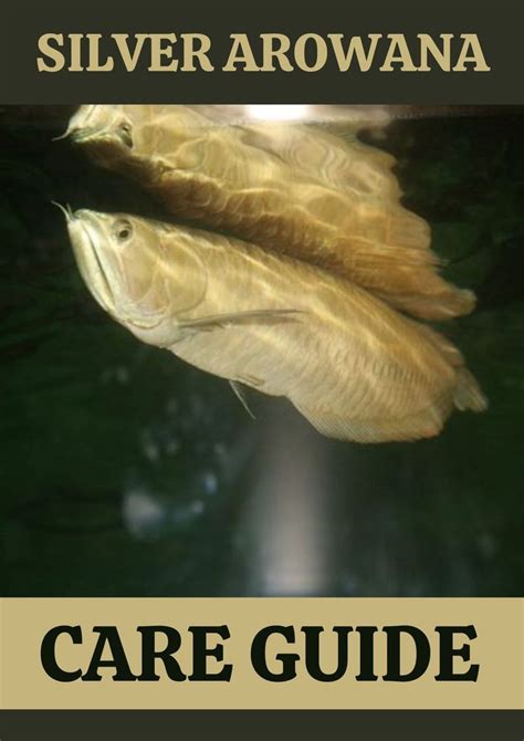 Butterfly Betta Fish Complete Care Guide Artofit