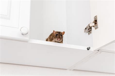 House Mice and How to Get Rid of Them | Family Handyman