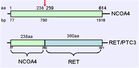 NCOA4 Nuclear Receptor Coactivator 4