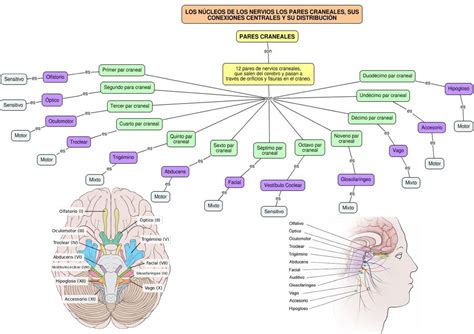 Nervios Craneales Nervios Craneales Mapa Conceptual Nervios Sexiz Pix