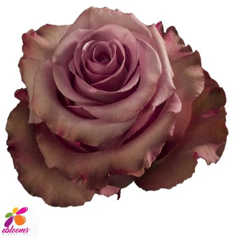 Roses By Variety Flower Delivery Near Me Ebloomsdirect Page 8