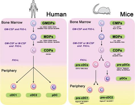 Dendritic Cells: Location, Function, and Clinical Implications | IntechOpen