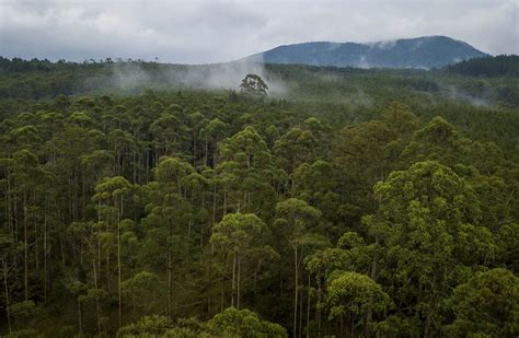 indonesias  forest pact  norway drive  funding