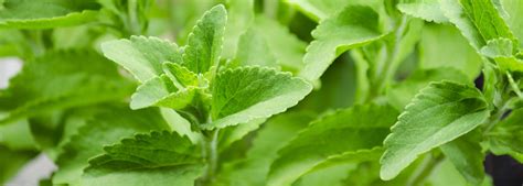 Ist Stevia gesund? | SteviaSweet