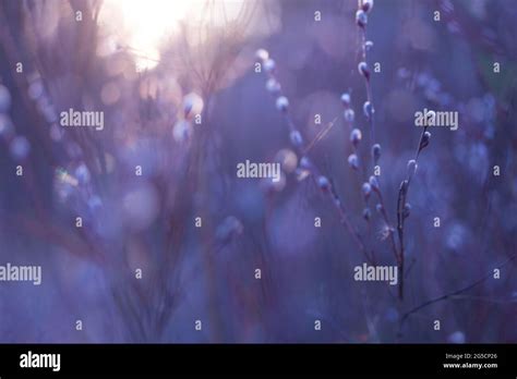 Natural Spring Background With Pussy Willow Branches Toned Image Stock Photo Alamy