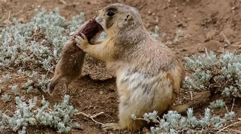 Длиннохвостый суслик: строят себе многокомнатные апартаменты на глубине ...