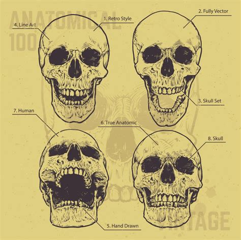 Understanding the Bones of the Skull in the Human Body