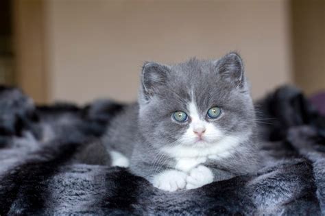 Premium Photo | British bicolor kitten, grey and white cute cat