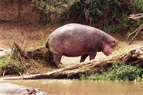 Adaptations Hippos