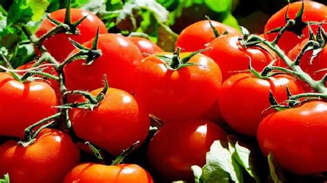 Tomato Price Surge Cost May Touch Rs Kg In Coming Days