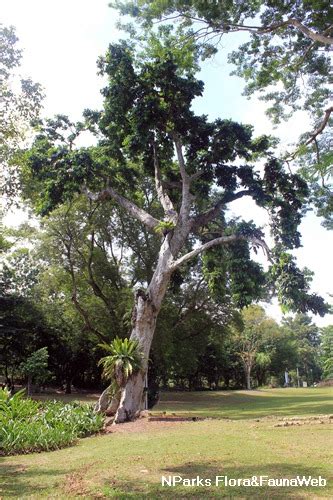 NParks Carapa Guianensis