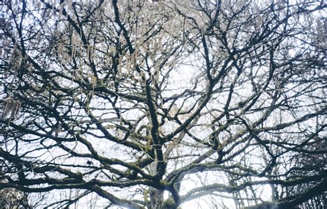 Crown Of A Beautiful Naked Tree In Winter Free Stock Photo