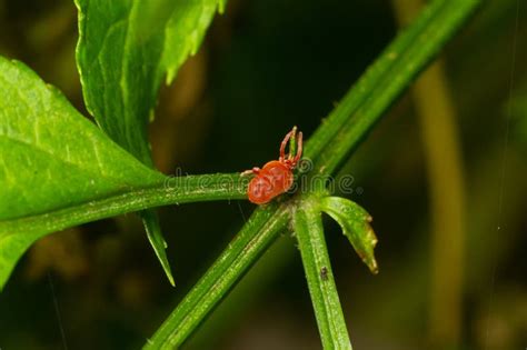 Close Up Macro Red Velvet Mite Or Trombidiidae In Natural Environment