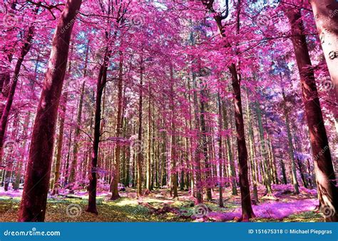 Visión Infrarroja Hermosa En Un Bosque Púrpura De La Fantasía Foto de