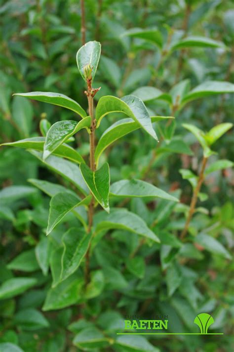 Ligustrum ovalifolium - Tuincentrum Baeten
