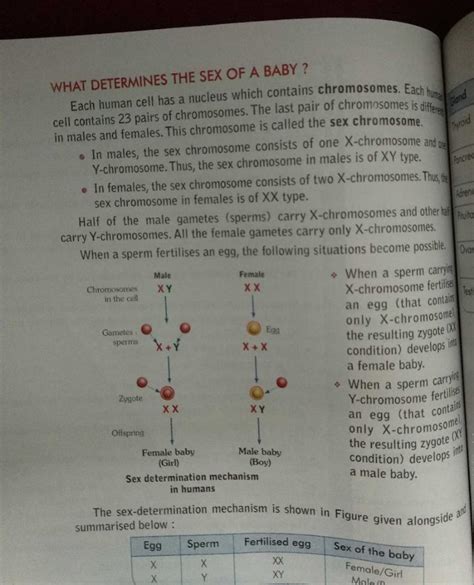 Explain The Sex Determination Of Baby In Human With Diagram Related Determination Of Sex Of A