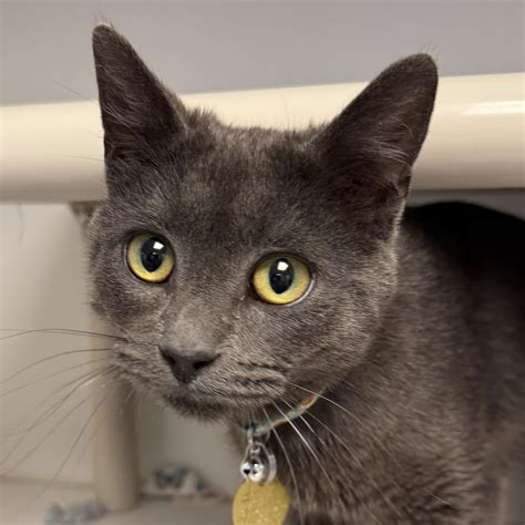 Capital Area Humane Society in Lansing, MI - Find Paw Pal