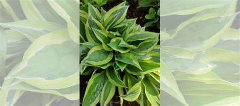 Хосты купить в Нижнем Новгороде | Товары для дома и дачи | Авито