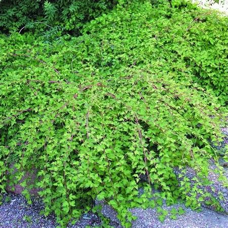 Стефанандра надрезанолистная "Crispa" - купить саженцы в питомнике ...