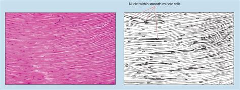 Chapter 6: Muscle Tissue – Histology: An Identification Manual