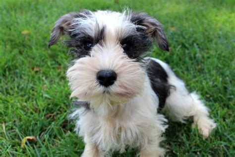 Liver Pepper Miniature Schnauzer
