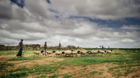 Innovation Pastoralism And Climate Change In Africas Drylands