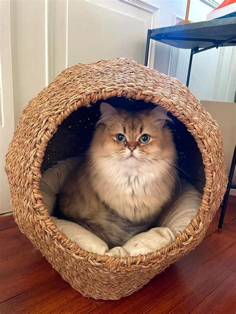 British Longhair cat Britisk Langhår katt FINN torget