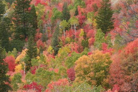 Wasatch Mountain Campground Wasatch Mountain Ut