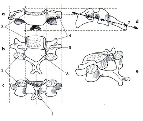 Diagramme de Vertébre cervicale en vues antérieure supérieure