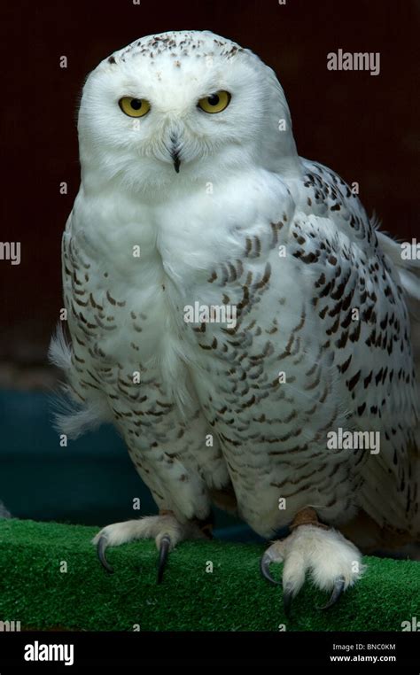 Snowy Owl Bubo Scandiacus Scotland UK Stock Photo Alamy