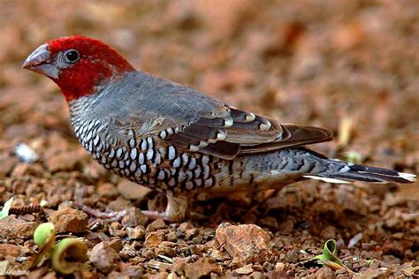 red headed finch or paradise finch Redheads, Finches, Birds, Fauna
