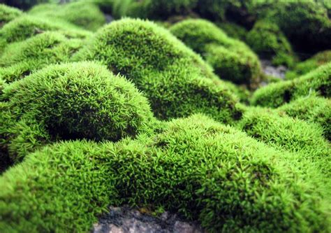 Scotch Moss vs. Irish Moss - AZ Animals